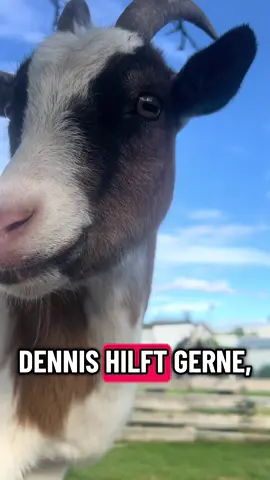 Dennis halt ! #ziegen #funnytiktok #natur 