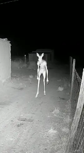 Skinwalker deer in mexico #scary #skinwalker #fyp #cctv #scaryvideo 