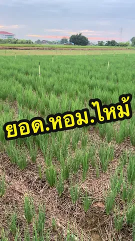 #ยากำจัดเชื้อราแบคทีเรีย#สารกำจัดโรคใบเหลืองในพืชผัก#วัยรุ่นทํานาพิษณุโลก🌾❤🙏🏻 