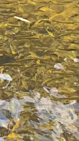 Air terjun sigerincing #fyp #airterjunsigerincing💦 #airterjunsigerincing #sigerincing #wisatamerangin 