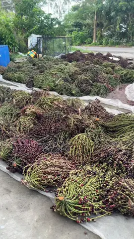 Trái đủng đỉnh khô rất hay #daunhucxuongkhop #dungdinhkho #viemdakhop #hoaitukhop #guot 