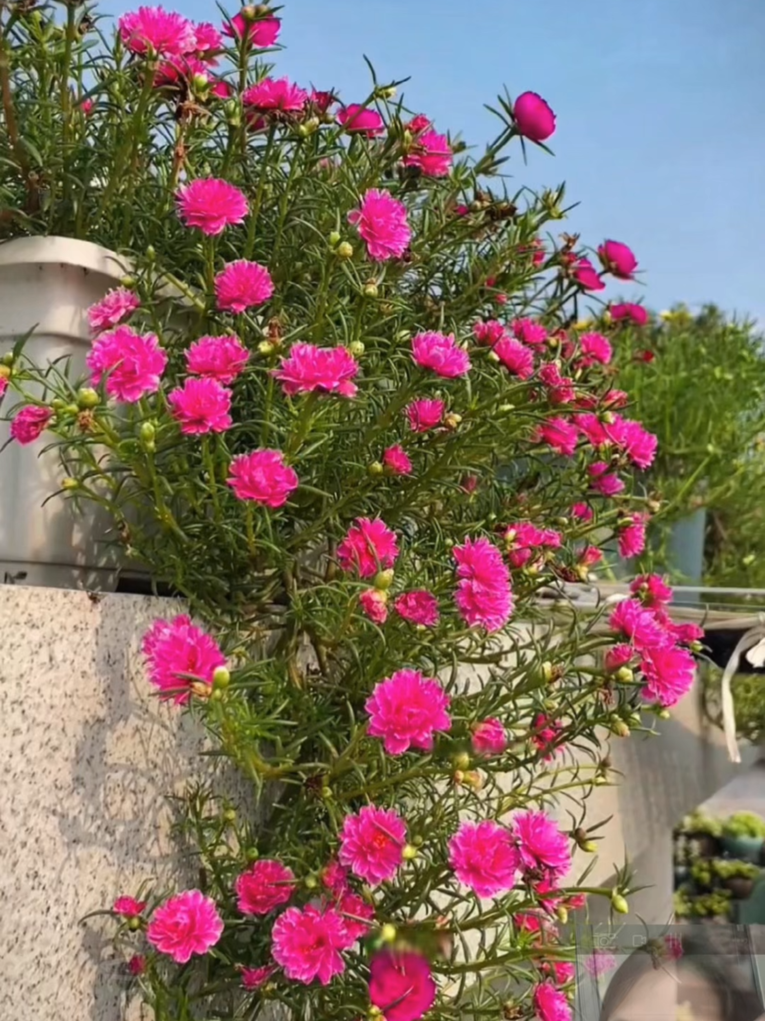 Biji Benih Bunga Ros Jepun Warna Campur#ti̇ktok #fyppppppppppppppppppppppp #tiktokshop #ti̇ktok #flowers