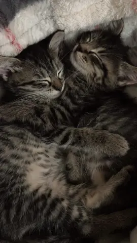 #kittensofttok #kittie #xyzbca #fypシ゚viral #viral 