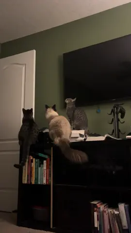 Endless entertainment. 