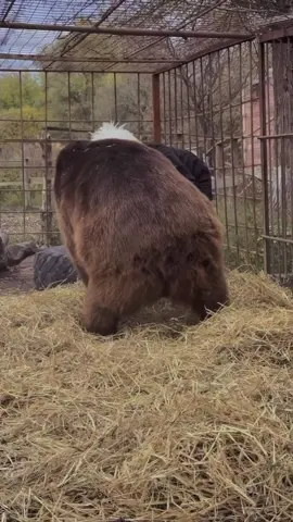 #CapCut khabibnurmagomedov☝️#UFC#khabibnurmagomedov#islammakhachev#fyp 