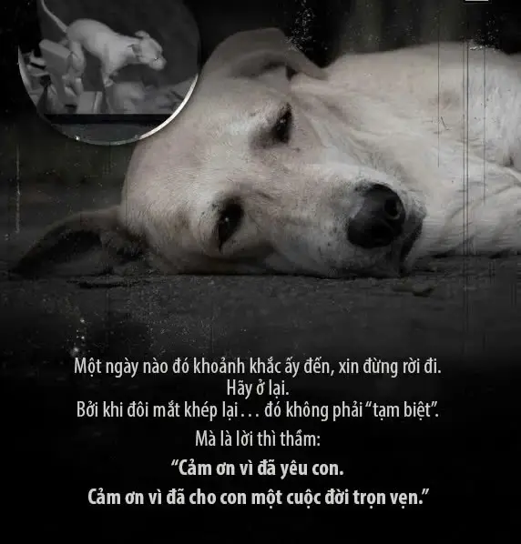 Người ta nói rằng những chú chó luôn biết khi nào thời khắc của mình đã đến… nhưng điều chúng làm trong những phút cuối cùng ấy là điều mà rất ít con người đủ can đảm để chứng kiến. Không phải sợ hãi. Không phải đớn đau. Đó là một điều sâu thẳm hơn… một lời tạm biệt lặng lẽ, chan chứa yêu thương – thứ ngôn ngữ chỉ riêng chúng hiểu. Có một cô gái tên Jessie Dittrich từng hỏi bác sĩ thú y của mình rằng: “Điều khó nhất trong công việc của anh là gì?” Và câu trả lời của anh đã làm cả thế giới rung động. Anh nói: điều tàn nhẫn nhất không phải là mũi tiêm cuối cùng… mà là khoảnh khắc ngay trước đó. Bởi có đến 90% chủ nuôi không đủ dũng khí ở lại đến cuối cùng. Họ bước ra khỏi phòng – không chịu nổi cảnh người bạn chân thành nhất khép mắt lần sau cuối. Và rồi chú chó – hoang mang, buồn bã – quay đầu tìm kiếm… tìm người đã là cả thế giới của nó. Ít ai biết rằng, theo tâm lý học, chó không sợ cái chết như con người. Chúng không nghĩ: “Mình sắp chết.” Chúng chỉ nghĩ: “Bạn có ổn không?” Khi trái tim nhỏ bé bắt đầu đập chậm lại, chúng hướng ánh mắt về nơi chúng tin bạn đang đứng. Chúng đợi một nụ cười, một cái vuốt ve, hay chỉ một câu nói dịu dàng rằng: “Ổn rồi, bé à.” Bởi cả cuộc đời chúng – chỉ có một mục tiêu duy nhất: đảm bảo rằng bạn luôn bình yên. Và khi đôi chân run lên, hơi thở trở nên nhẹ dần… đó không phải đau đớn. Đó là sự giải thoát. Não chúng ngập tràn oxytocin – thứ cảm giác ấm áp mà chúng từng có mỗi lần bạn bước qua cửa trở về nhà. Vì vậy, nếu một ngày nào đó khoảnh khắc ấy đến… xin đừng rời đi. Hãy ở lại. Hãy đặt tay lên đầu chúng, nắm lấy bàn chân nhỏ bé ấy và nói rằng bạn yêu chúng đến nhường nào. Hãy nói rằng chúng đã sống thật tốt. Rằng chúng là chú chó tuyệt vời nhất bạn từng có. Bởi khi đôi mắt khép lại… đó không phải “tạm biệt”. Mà là lời thì thầm: “Cảm ơn vì đã yêu con. Cảm ơn vì đã cho con một cuộc đời trọn vẹn.” Và dù cơ thể chúng rời đi… linh hồn ấy vẫn sẽ tìm bạn, bảo vệ bạn, chờ đợi bạn… ở mọi góc nhỏ trong ngôi nhà – nơi từng có tiếng chân chúng chạy đến bên bạn đầy hạnh phúc. 🕯️🐾 (Nuetras_mascotas)