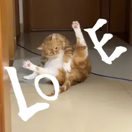 🫶🏻#catsoftiktok #fyp 