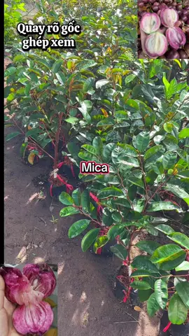 Cập nhật lô cây giống vú sữa tím mica vườn em mới về ạ , vú sữa tím mica là dòng trái tím , vỏ mỏng, không mủ. Cây giống khỏe mạnh, bầu rễ ổn định . #caygiongdiemthuy #xuhuong #mica #vusua #thichtrongcay 