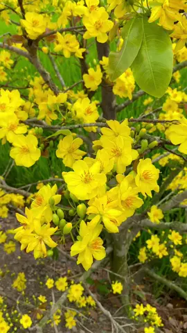 Cái tết 2023 …Là cái tết đẹp nhất..Khi bản thân còn ĐỦ… #mientay #xh #tetxua #tet2023 #xuhuong 