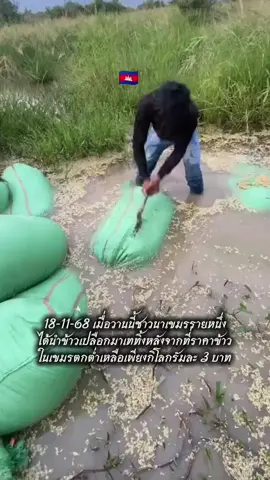 19-11-68 วันที่ 18 เมื่อวานนี้ชาวนาเขมรรายหนึ่งได้นำเข้าเปลือกมาเททิ้งที่หนองน้ำหลังจากที่ราคาข้าวเปลือกในเขมรตกต่ำเหลือกิโลกรัมละ 3 บาท #ล่าสุด #viral #ราคาข้าวเปลือก #ชาวเขมร #CapCut 