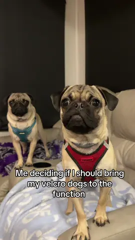 My sweet babies🥹🥹 #fyp #foryou #pugs #puppy #trending 