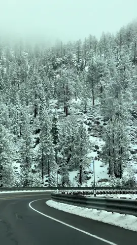 Driving through South Lake Tahoe in the snow feels magical — white roads, snowy pine trees, and a peaceful winter atmosphere.❄️🏔️🌲#snow #winter #tahoe #nature #fyp 