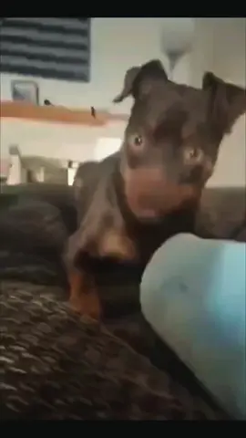 #dogmom #chihuahua #doggo #foryoupage #pets 