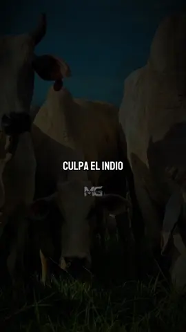 No tiene la culpa el indio #tigresdelnorte #lyrics #popular #corridos #musicapopular 