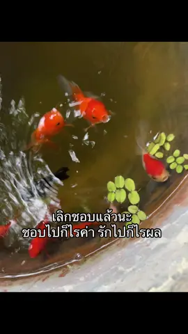 😭🤦‍♂️#รุ่นน้อง #เธรด #คนไทนรู้ทัน 