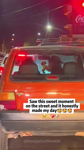 POV: Some moments deserve to be remembered forever.🐶❤️#dog #doglove #wholesome #doglover #fyp 