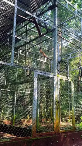 đã tìm ra ông tổ môn biểu diễn nghệ thuật xà đơn .