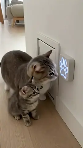 Smartest Cat EVER Watch This Cat Open a Sensor Door Like a Pro!