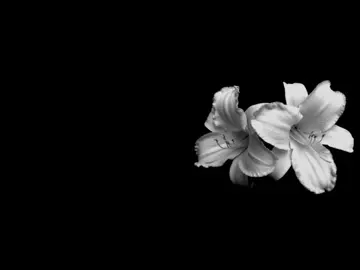 Crawling back to you// #arcticmonkeys #neverszx #lyricsvideo #foryou #lyrics 