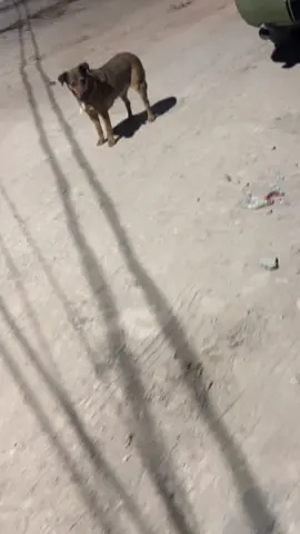 Ya se siente el espíritu Navideño 😍#navideño #navidad #diciembre #espiritunavideño 