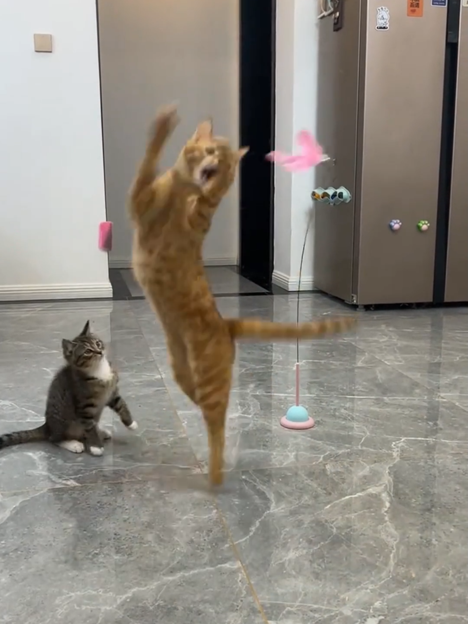 Your Cat Will Be Obsessed – This Bouncy Teaser Toy is Pure Feline Entertainment! 😻 More great stuff at Sugobuy!   🔗Website: tr.ee/sDkHtE #sugobuy #cats #catlover #catoftiktok #kitty #pet #toysforcats #cattoys #catproducts #PetFun #interactivecattoys