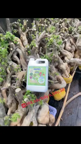 HuMic ra rễ cực mạnh, xanh lá, vọt đọt cực nhanh                                             #humic 