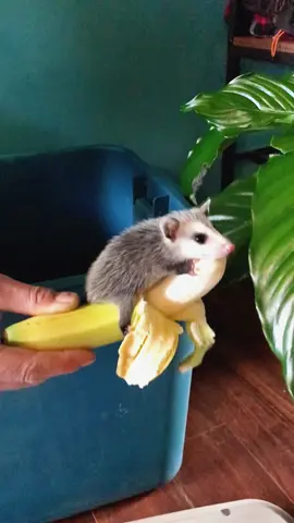 #banana #opossum #opossumsoftiktok #flying Throw back to when my princess could ride around on a banana ❤️