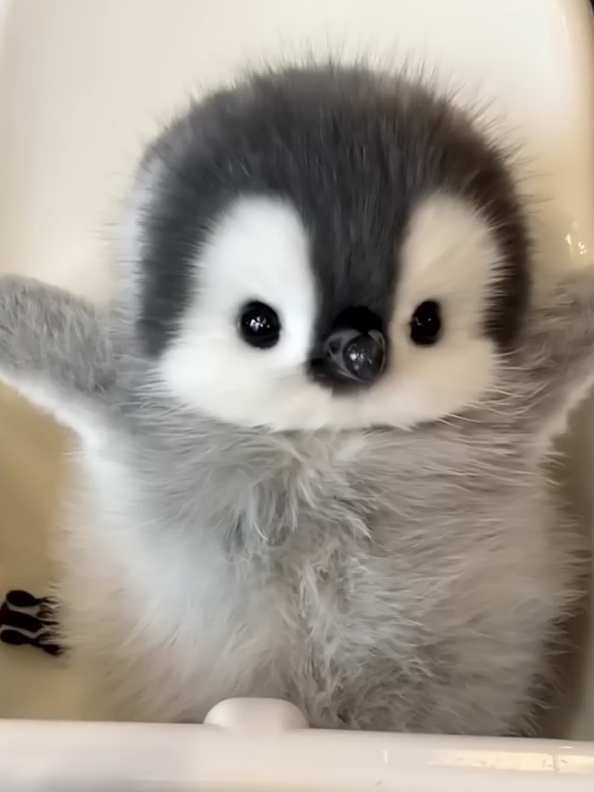 Fluffy penguin eating watermelon 🍉 and fish  cute 💕🥰  #foryoupage #cuteanimals #fluffy #viral #penguin 