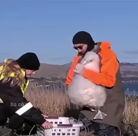 Những điều kì diệu về động vật mà bạn không biết#haihươcvuinhôn #thegioidongvat #cuocsongmuonmau #xuhương @Khoảnh Khắc.! 