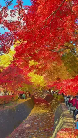 🍁🍁 もみじ回廊 河口湖紅葉まつり 🍁✨ Lễ hội lá đỏ tại hồ Kawaguchi đã bước qua tuần lễ đẹp nhất. Thật may mắn khi được ghé thăm đúng thời điểm tuyệt vời này. Hẹn gặp lại vào mùa thu năm sau ạ 🥰🍂🍁✨ # 📍〒401-0304 山梨県南都留郡富士河口湖町河口 Kawaguchi Lake Momiji Corridor Kawaguchi, Fujikawaguchiko Town, Minamitsuru District, Yamanashi 401-0304, Japan #japanprivatetour #dulichnhatban  #momiji #河口湖もみじ回路 #fuji 