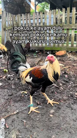 #switergrey💚#bibitsendiri #peternakmuda #salamsatuhoby 