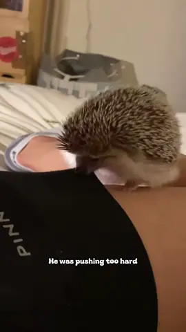 The cutest little spiky ball in the world. 🦔💗#Hedgehog #CuteHedgehog #HedgehogTok #PetTok #FunnyPets