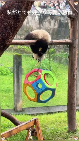 渝愛のこの力は本当にすごい#可愛い #パンダ 