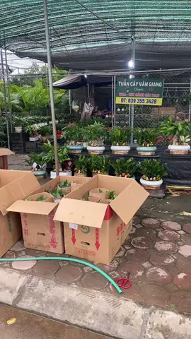 Hàng cây phong thuỷ, cây thuỷ sinh cho khách sỉ#câythuysinh #caythuysinh #cayphongthuy #caykimngan #caykimtien 