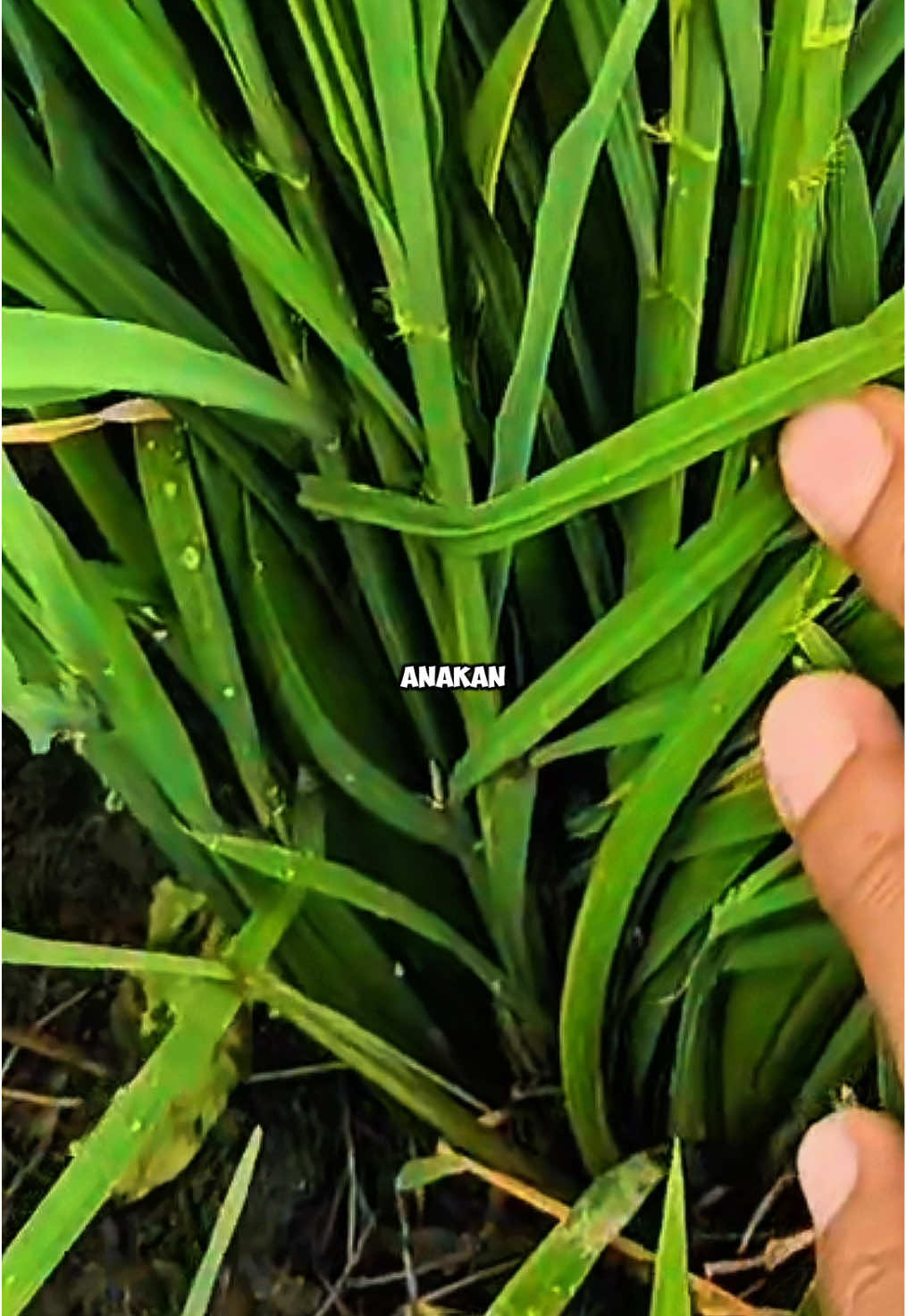 Ini dia Cara efektif lindungi padi dari hama dengan corpcure #corpcure #membasmihama #padi #pupukorganik #petanimuda 