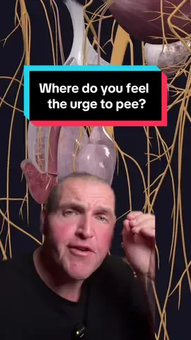 Men tend to feel the urge to pee in the tip of their manwhich, while women tend to feel it internally in their pelvis. #TikTokEncyclopediaContest #Science #anatomy #medical