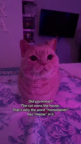 it’s kodys world, i’m just living in it  • #catsoftiktok #trending #viral #fyp #munchkincat 