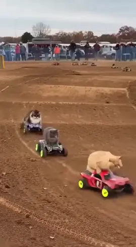 Formula Meow 🏁 Follow us! 💕  #cat #racing #kitty #pet #cutecat