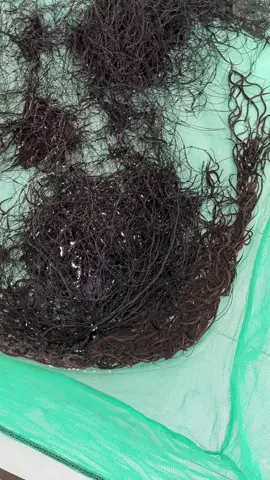 Ngày thứ 6 rồi các fen ơi. Ổn ổn xíu r ha. Cám ơn 2 người anh đã chỉ tận tâm cho e. #xuhuong #xuhuongtiktok #khởinghiệp #nuoiluonkhongbun #nuoiluon 