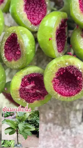 #ต้นมะเดื่อฉิ่ง/ลูกฉิ่ง ชำกิ่ง #ผักสวนครัว #ไม้มงคล #ไม้ดอกไม้ประดับ #พันธุ์ไม้ทุกชนิด 