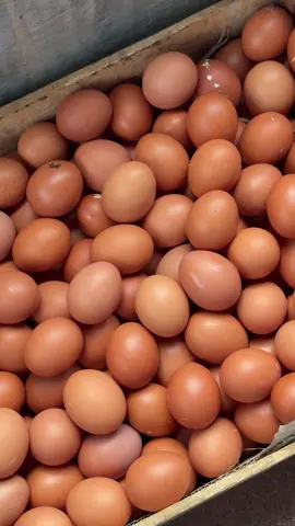 TERIMA PARTAI/GROSIR🤫 TELUR AYAM NEGERI BERKUALITAS GRADE A☺️ Order just call me: 0858-1141-9047 #fyp #promomakanharian #telur #jualtelur #jember24jam 