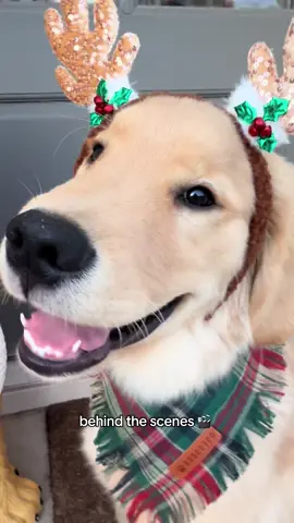 why am i dressed like a festive woodland creature 😒 #goldenretriever #christmas #polarexpress #reindeer #goldenpuppy