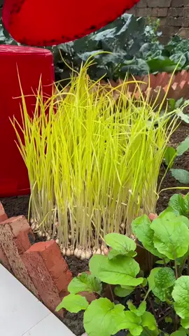 กระเทียม 🧄 #ผักปลอดสารพิษ #เกษตรอินทรีย์ #เกษตรผสมผสาน #สุขภาพดี #ปลูกผักกินเอง 