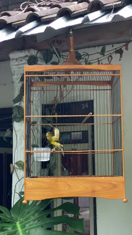 Af Jantan Muda Gacor #manggecanary #manggecanaryponorogo #kenarimaniaindonesia #kenarimania #kenari 