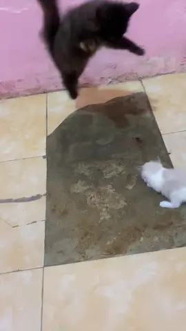 terbang bebas🫠 #kucing #anabul #kucinglucu #cat #catsoftiktok 