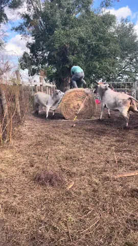 #fyp #workincows #whichwaydidhego