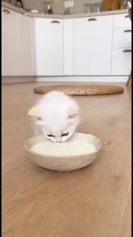 Batman Peanut Got Caught Stealing Kitty’s Milk!  #chihuahua #kitty #cat #funny #usa #fblifestyle #iphonephotography 