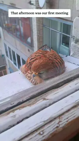 #saveanimals #rescue #animal #dog #fyp 