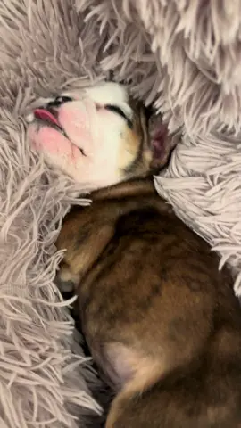 Walter curly ears explained 👂🏻🐶