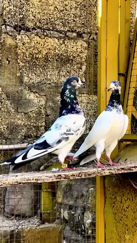 #foryou #منکراورمنافق_پوسٹ_سےدور_رہے💯🔥 #foryoustudio #viralvideo 